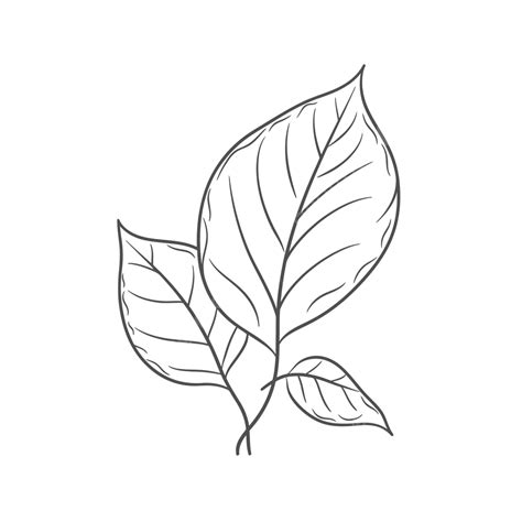 leaf outline drawing|drawing image of leaf.